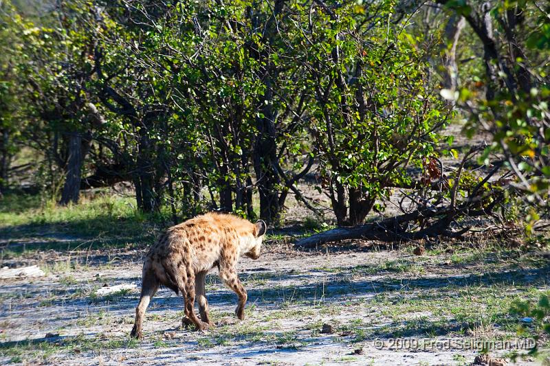 20090617_160706 D3 (1) X1.jpg - Hyena Feeding Frenzy, Part 2.  This hyena appears to be the #1 of the pack.  Interestingly he walked with a limp and apparently has had the limp for a long time, yet remains #1. Going off for a temporary rest